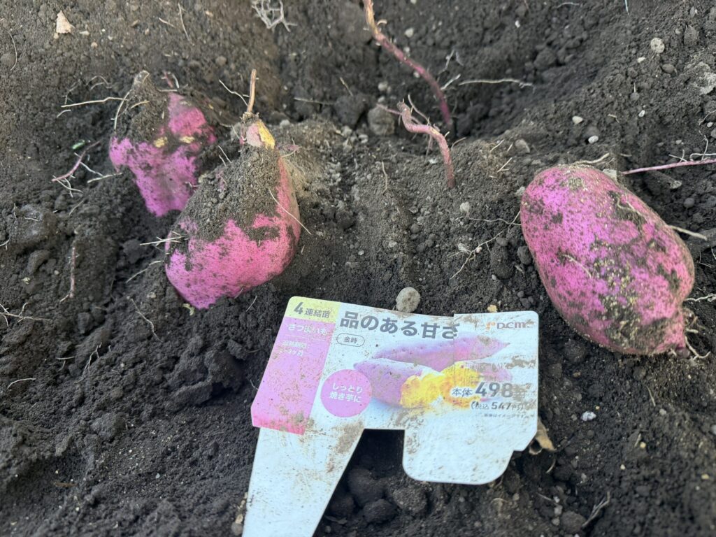 【画像:掘り出したさつまいもと苗のラベル(IMG_3626)】
