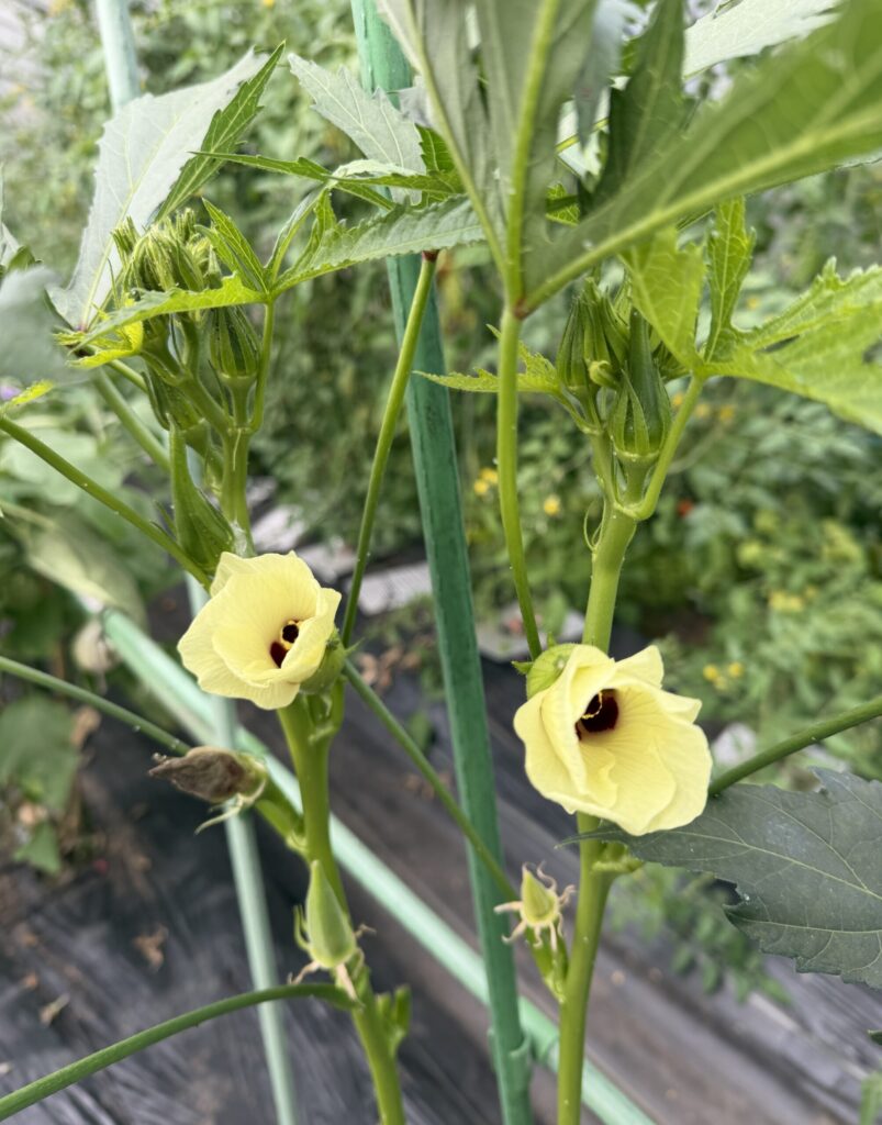 【画像:オクラの花(IMG_3812)】