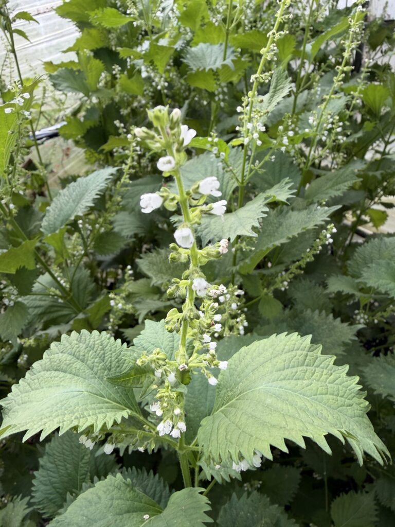 【画像:花が咲いたシソ(IMG_3816)】