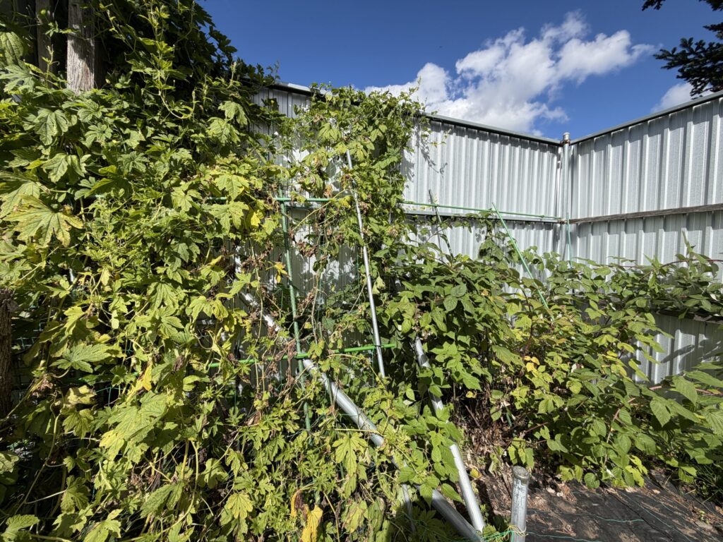 【画像:剪定前のつる植物(IMG_3828)】