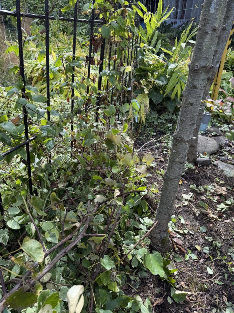 【画像:剪定した枝を整理(フェンス際)(IMG_3910)】