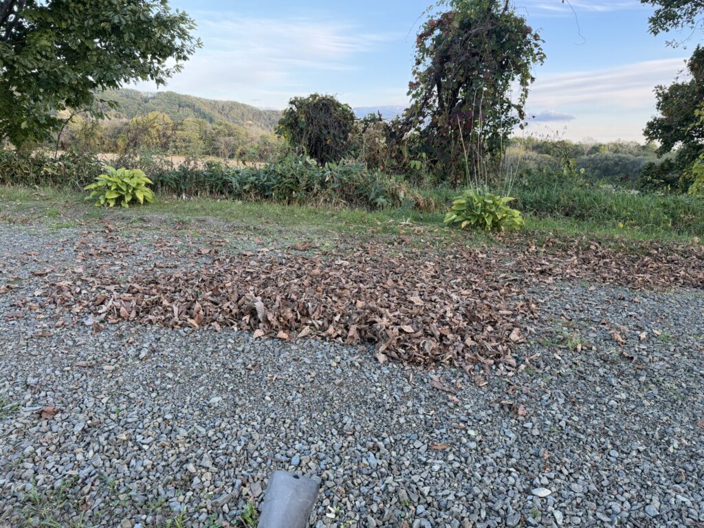 【画像:吹き集めた落ち葉の山(IMG_3929)】