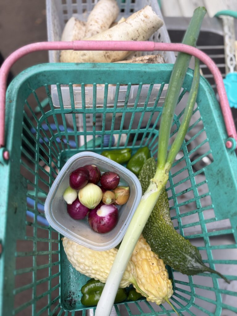 【画像:ゴーヤ、ミニサイズの玉ねぎ、ネギなどの収穫かご(IMG_4011)】