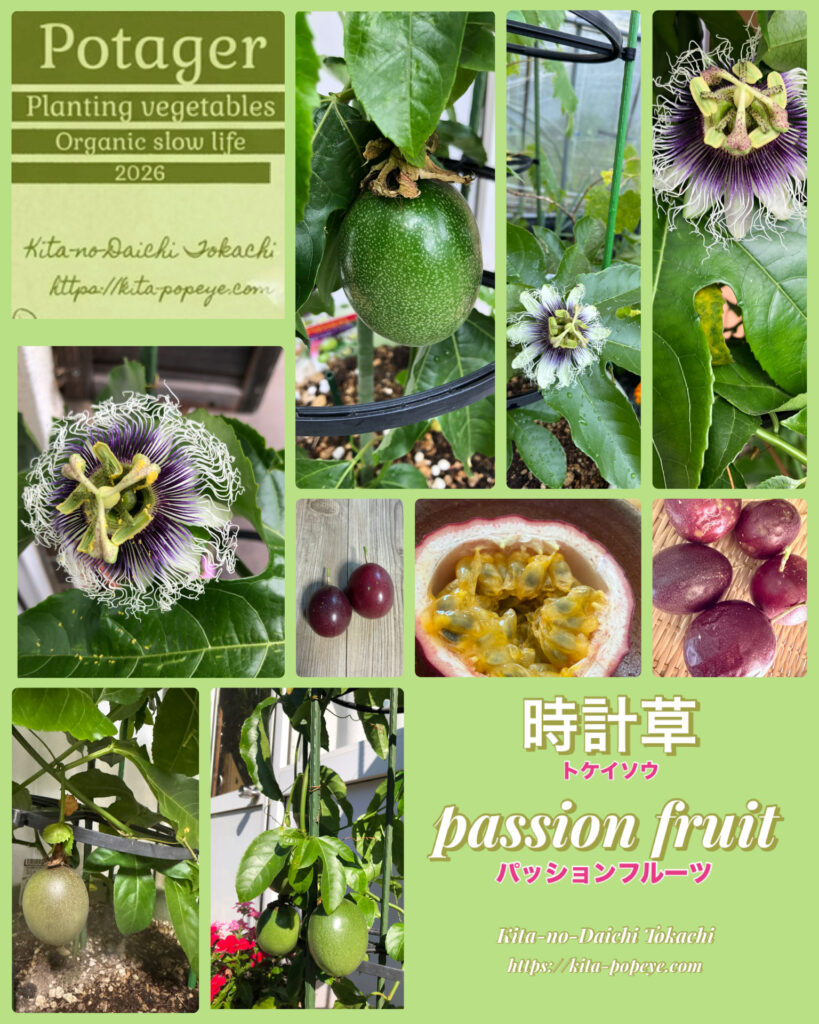 passion fruit 時計草 パッションフルーツ