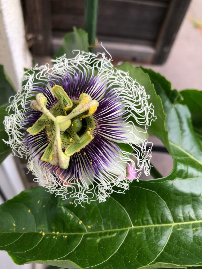 (画像:時計草の花)