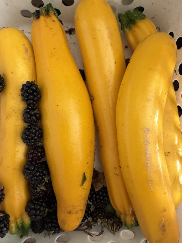 【画像:収穫した黄色ズッキーニとブラックベリー(IMG_4073.jpeg)】