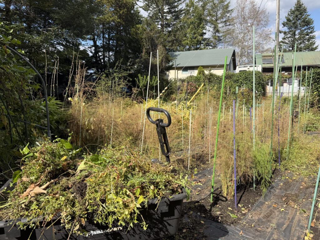 【画像:黄金色に色づいたアスパラガスの畝と、雑草を山盛りにしたカート(IMG_4281.jpeg)】
