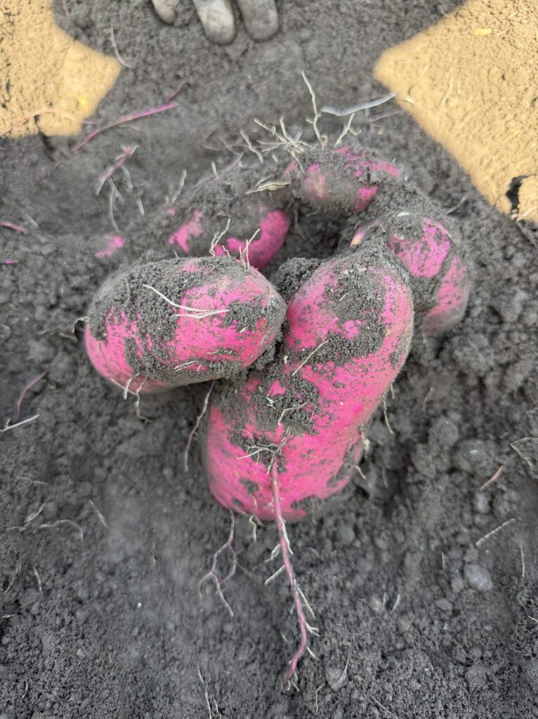 【画像:土から掘り出したさつまいも(IMG_4533.jpeg)】