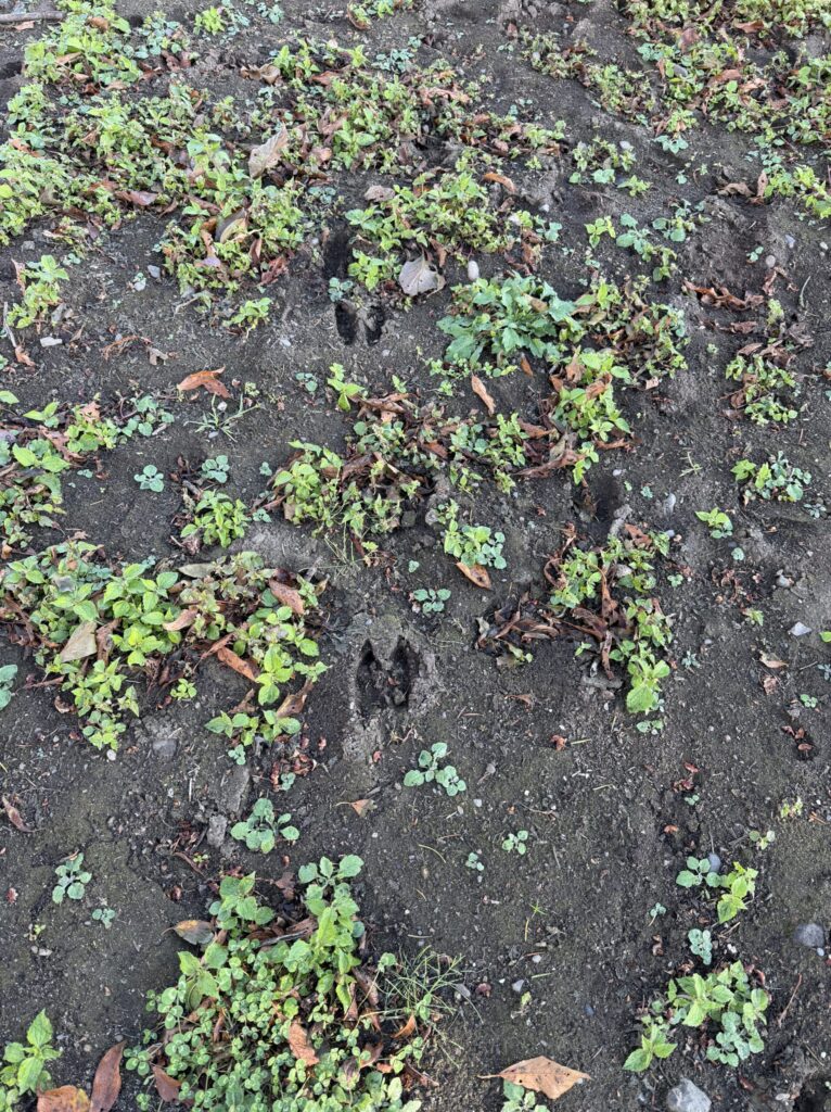 【画像:畑に残っていた鹿の足跡(IMG_4673.jpeg)】