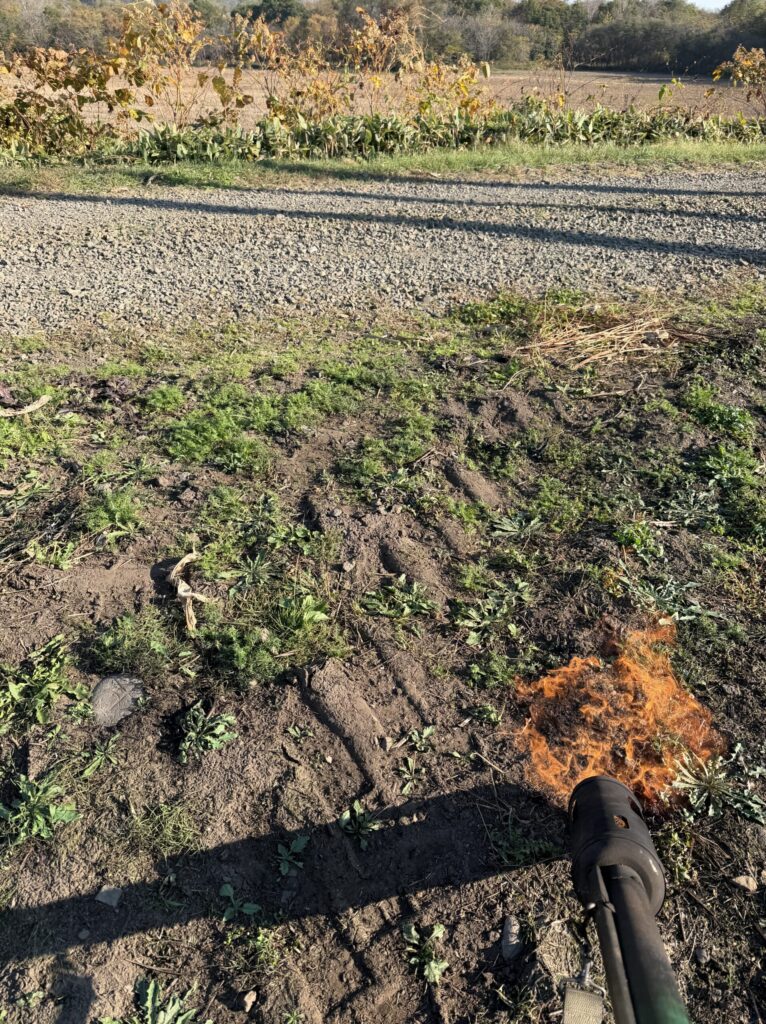 【画像:灯油バーナーで雑草を焼いているところ(IMG_4731.jpeg)】