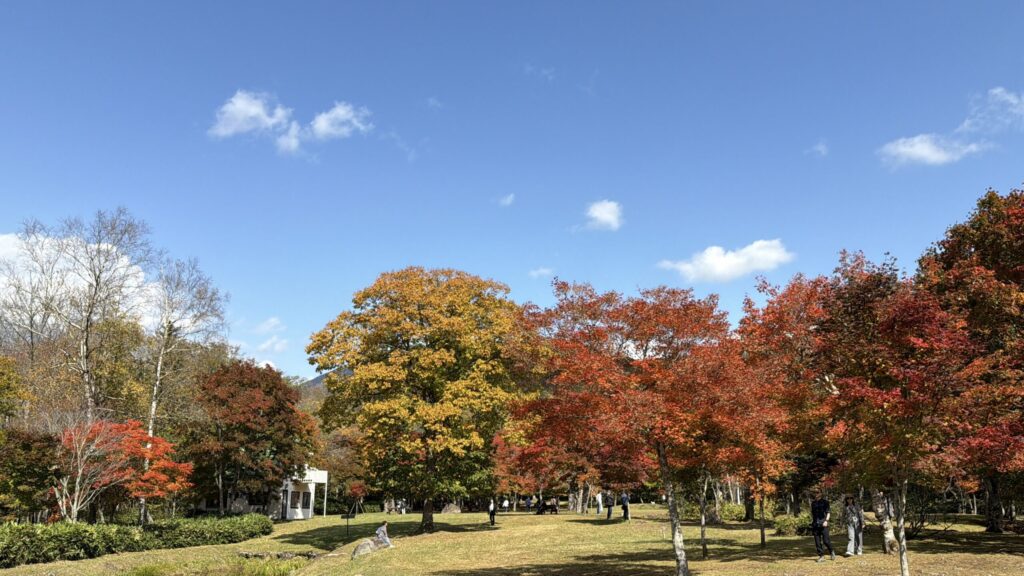 【画像:赤・黄・橙に染まるカエデの木立】