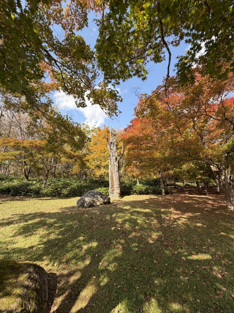 【画像:木漏れ日の中の紅葉の広場】