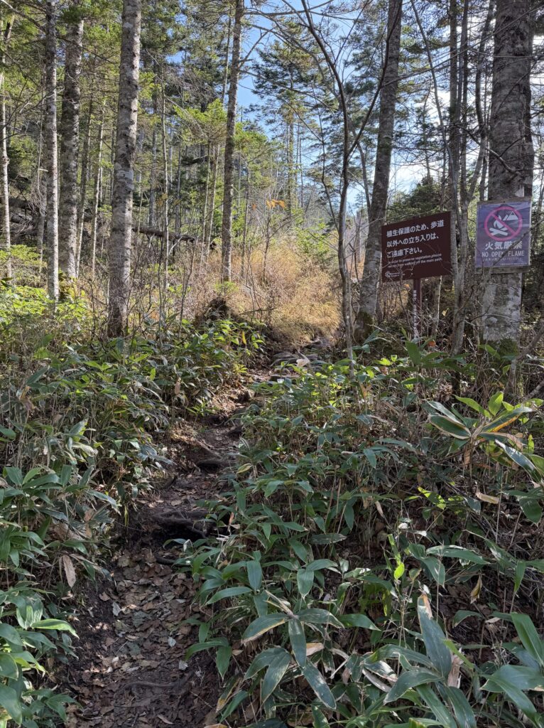 【画像:湖畔の遊歩道の苔むした森】