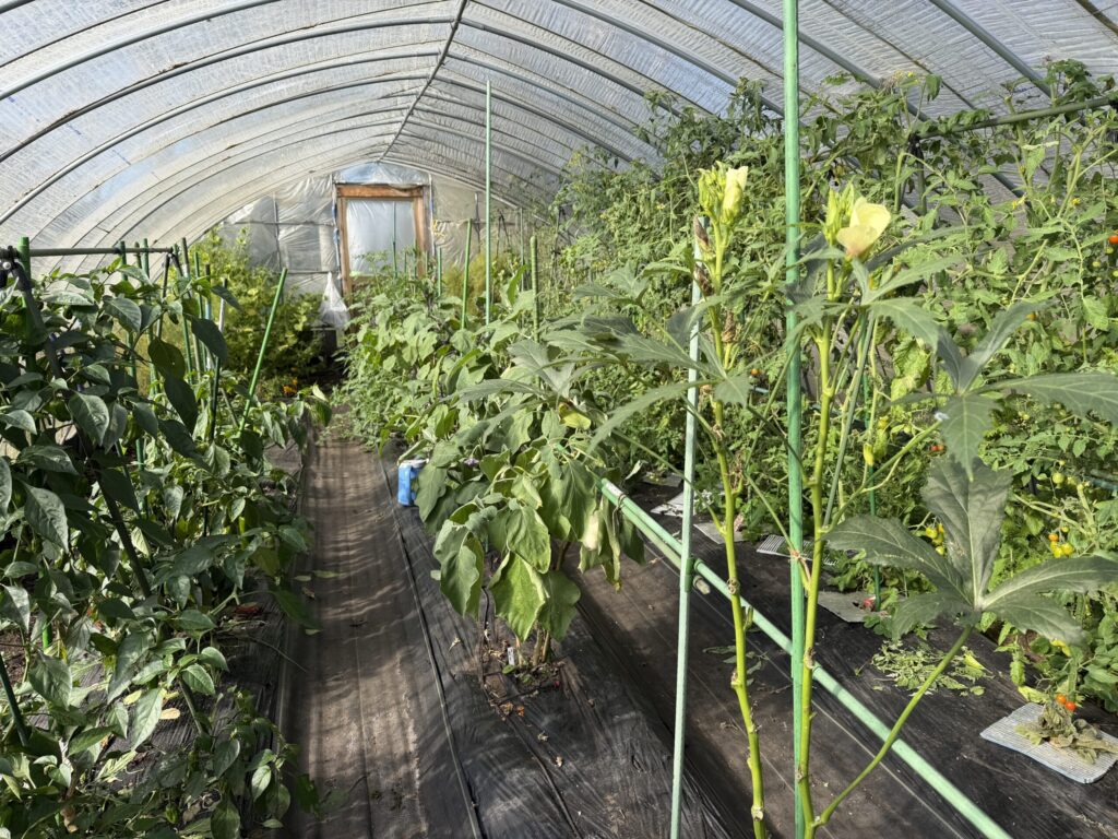 【画像:ハウスの通路。左にピーマン、右にトマトとオクラ(IMG_6263)】